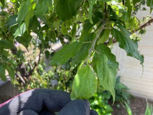 明石市魚住町 害虫駆除 ブログ ハウスクリーニングや不用品回収などの便利屋ライフサポートグリップ 明石市 加古川市 姫路市 神 市に対応