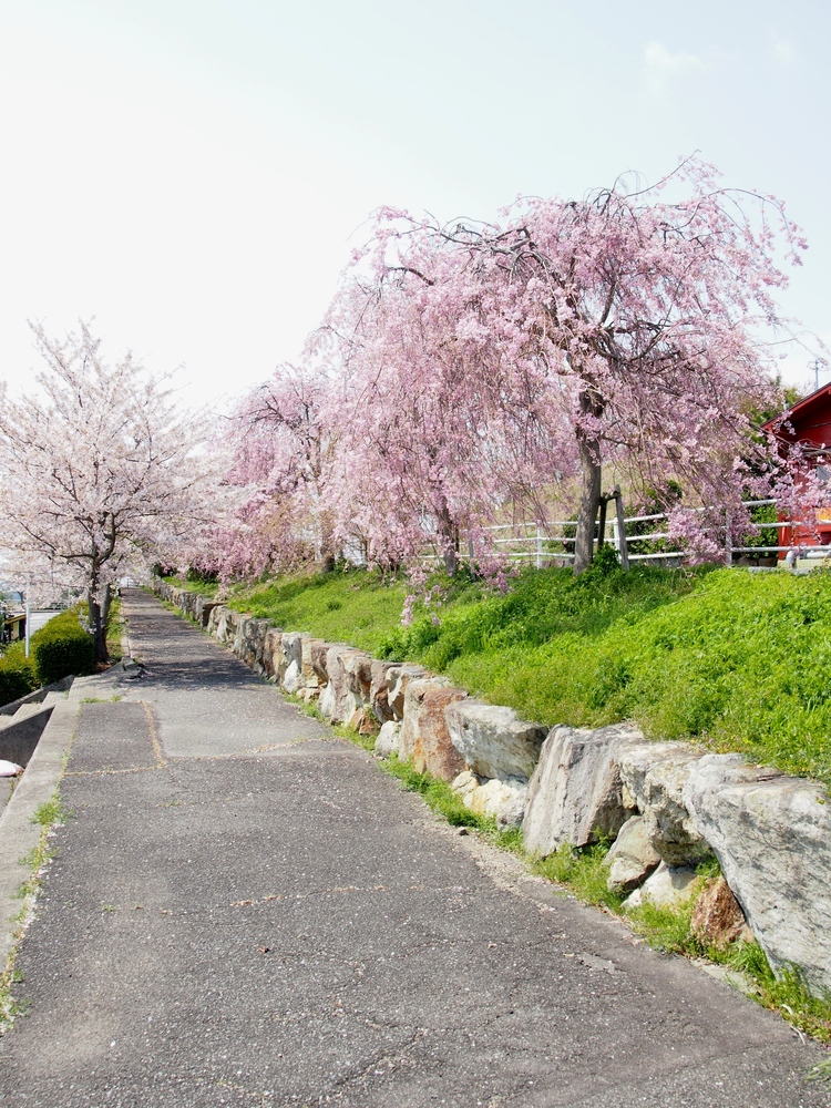 道の駅一本松展望園ニュース イベント 潮建設工業株式会社